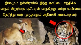 தினமும் இரவில் பசுவை சந்தித்த புலி...ஏன் வருகிறது என்ற உண்மை தெரிந்து ஊர் முழுவதும் அதிர்ச்சி|silant