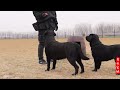 同样是拉布拉多，同样是母犬，为啥上来就狠咬一口？ both are female labradors. why suddenly one bites another