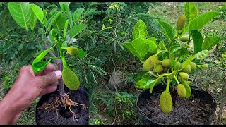 The best way to transplant jackfruit with Aloe Vera in pumpkin