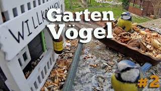 Gartenvögel #02 Blaumeisen und Eichelhäher