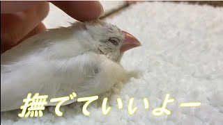 撫でられて眠くなる文鳥　　Java sparrow