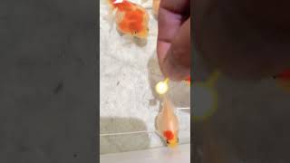 金魚救いのポイが小さ過ぎる光景珍ﾅﾆｺﾚ🐤!