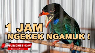 🔴 TENGKEK BUTO JANTAN GACOR NGAMUK NGEKEK 1JAM MASTERAN MEWAH