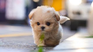 Mini size teacup maltipoo 'Kimchi' is so adorable puppy❣