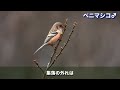 森をつくる野鳥を発見？かわいい小鳥たちとの出会い〜