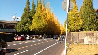 神宮外苑いちょう並木への行き方