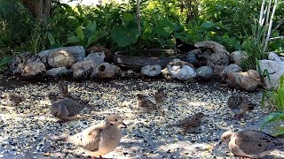 Bird Feeder 06-05-2024