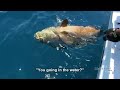 enormous goliath grouper caught using a handline