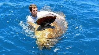 Enormous Goliath Grouper caught using a Handline!