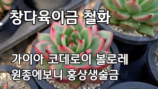 예쁜 창다육이금 철화 종류 가이아 코데로이철화 볼로레금 원종에보니 슈퍼클론금 홍상생술금