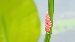 Caterpillar to butterfly | கம்பளிப்பூச்சி முதல் பட்டாம்பூச்சி