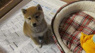 柴犬だいふく（子犬編）くんくん鳴いておねだり[ Shibainu Daifuku as a puppy 3 ]