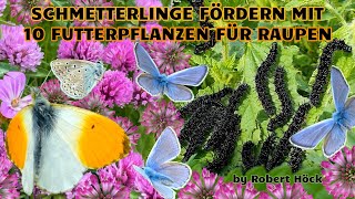 Schmetterlinge: 10 wichtige Futterpflanzen für Raupen, von Bläuling bis Aurorafalter! #naturgarten