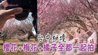 英雄本攝 | 攝影教學 | 外拍 | 婚紗 | 人像攝影 | 雲仙谷 | 橘子園 | 櫻花 | 梅花 Portrait photography | (中文字幕)