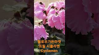 헬로우가든마켓 프릴시클라멘 cyclamen #shorts