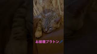 お昼寝中💤 #ベンガル #cat #猫 #ねこのいる生活 #ネコ #ネコと飼い主 #ねこ動画 #ねこ部 #猫動画