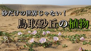 砂だけの世界じゃない！鳥取砂丘で植物観察！