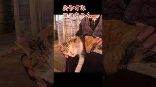 おやすみココちゃん1217s #shorts  #野良ねこ