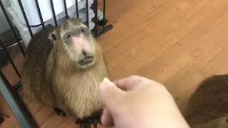 Very unique capybaras 個性豊かなカピバラさん