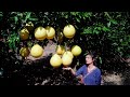 Harvesting Giant Grapefruit in Spring!