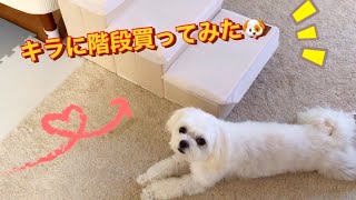 犬の階段買ってみた🐶