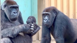 色々な工夫で弟への接触を試みる兄⭐️ゴリラ Gorilla【京都市動物園】Gentaro tried to touch his brother in various way.