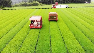Japanese Green Tea Cultivation - Green Tea Farm - Green Tea Harvest and Processing