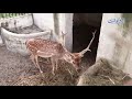 this man has converted his farm into a park u0026 mini zoo in zafarwal rare animals in pakistan