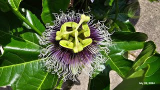 Sophie's Garden 去年秋天纤插的百香果开花啦Passiflora edulis