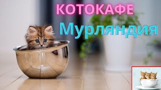 Котокафе \