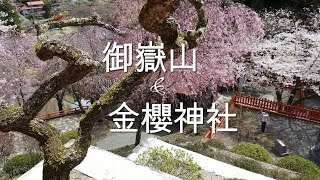 山梨屈指の超パワースポット！「金櫻神社」