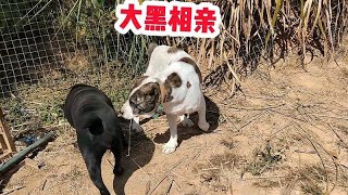 大黑狗相亲虎斑中亚犬，大黑表现扭捏，能否搭配成功