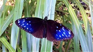 小さな虫たち 秋の南からの訪問者2種のチョウ🦋指宿市開聞岳麓🦋🐞其の29 Visiting butterflies from the south🦋