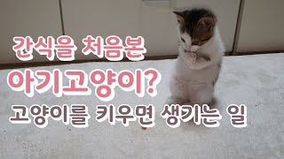 간식을 처음본 고양이 반응? 고양이를 키우면 생기는일? 말썽부리는 고양이