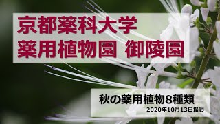 【京都薬科大学】薬用植物園 御陵園 第5弾「秋の薬用植物」