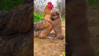 Friendship / puppy and chicken . A beautiful moment #191 - #shorts