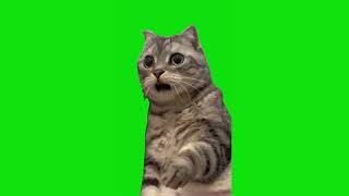 Shocked Cat Meme Green Screen Chroma Key Template #shockedcat #catmemes #catmeme #viralcatmeme #cat