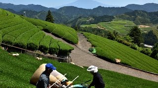 雲海と富士山の茶園にライブカメラ設置プロジェクト