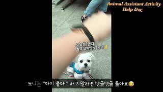 🐶[vlog]댕댕이와 일하는 직장인- #02 동물매개활동견의모습들 : 웃픈순간들😂😂