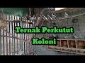 #48#Ternak Perkutut Koloni