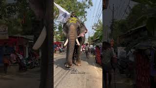 ഇത് പോലൊരു നാട്ടാന ചന്തം വേറെ ഉണ്ടോ?? thrikkadavur Sivaraju | Kerala Elephant | ആന പാപ്പാൻ