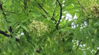 회화나무, Chinese Scholar Tree, Japanese Pagoda Tree, エンジュ, 學者樹, 槐, 과나무, 학자수, 회나무, 일명 귀신나무