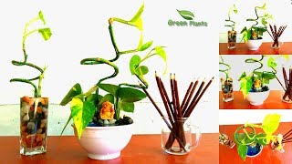 Money Plant Table Arrangement | Money Plant Growing Ideas//GREEN PLANTS