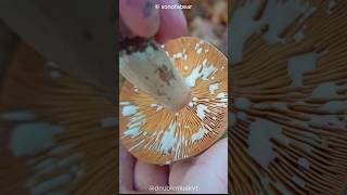 Why Do Lactarius Mushrooms Oozes White Liquid? 🍄🍄