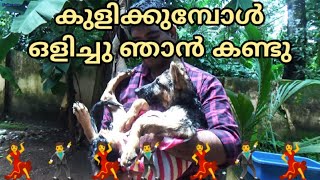 How To Safely Bath a Puppy at home (90 days old)| Dog training | കുളിക്കുമ്പോള്‍ ഒളിച്ചു ഞാന്‍ കണ്ടു