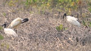 ♪鳥くん野鳥動画（タイ）クロトキBlackHeadedIbis