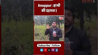 Elephant Movement in Anuppur :  Anuppur Hathi  Alert !