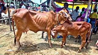 আজ ২৩ আগস্ট | শাহিওয়াল বাছুরসহ গাভী গরুর দাম | গাভী ও বাছুরের দাম | আমবাড়ি গরুর হাট দিনাজপুর