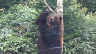 ベア・マウンテンのヒグマ　Brown bear of hokkaido. Bear Attack.