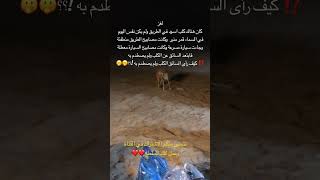 لغز الكلب الاسود🫢🫢🫢